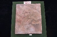 藏品(始祖鳥化石(模型))的圖片